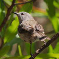 Norfolk Island Gerygone
